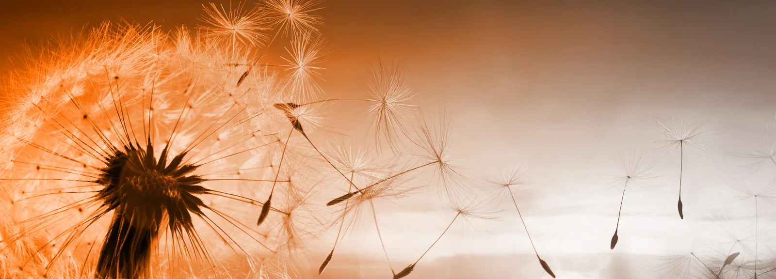 Bannerbild: Pusteblume in orange-beige Farbverlauf, symbolisiert Vergänglichkeit und Loslassen