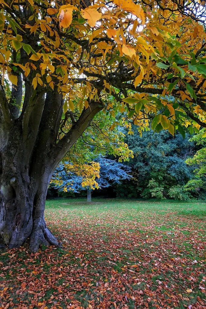 Hero-Bild mit Herbstbaum und gefallenen Blättern auf grüner Wiese, symbolisiert Trauer und Vergänglichkeit