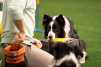 Trainer führt Hund durch orangenes Trick-Equipment