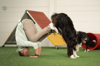 Trainer mit Hund trainiert unter farbigem Hindernis-Dach