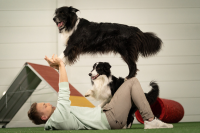 Trainer mit zwei Border Collies beim Trick-Training mit Hilfsmitteln