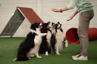 Trainer trainiert Border Collie vor farbigem Hindernis-Setup