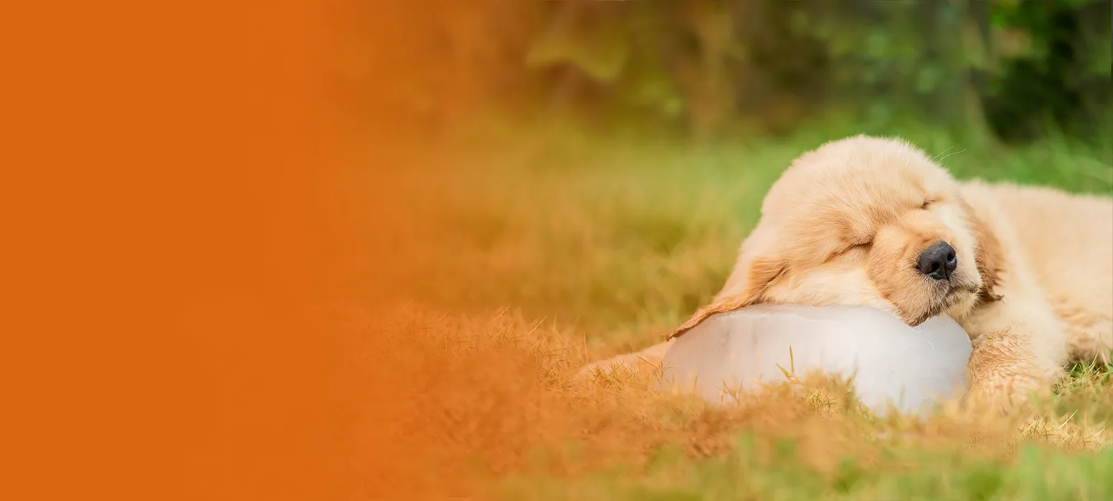 Creme-farbener Hund liegt auf Gras, orange Farbverlauf, beruhigt