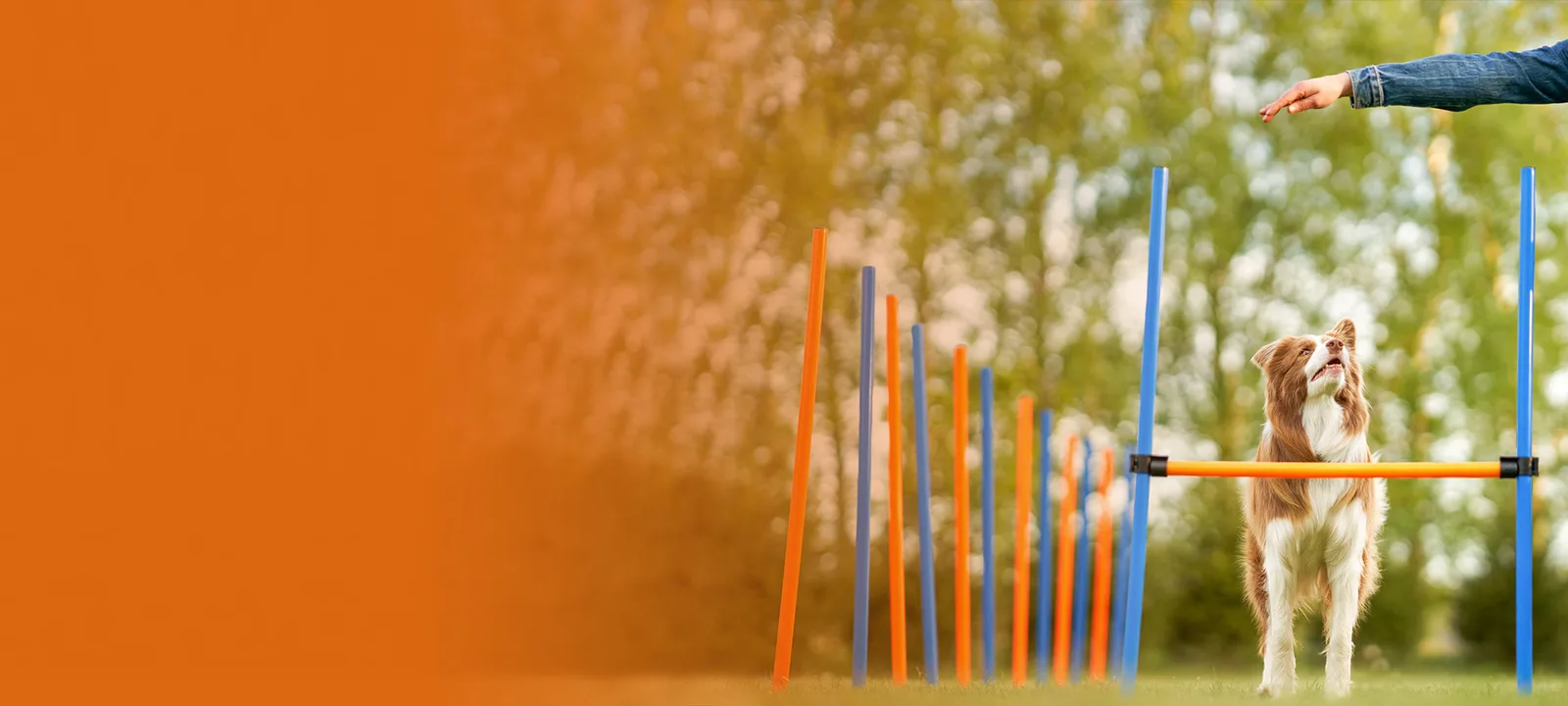 Hund springt über Hindernis bei Agility-Trainingskurs mit bunten Stangen