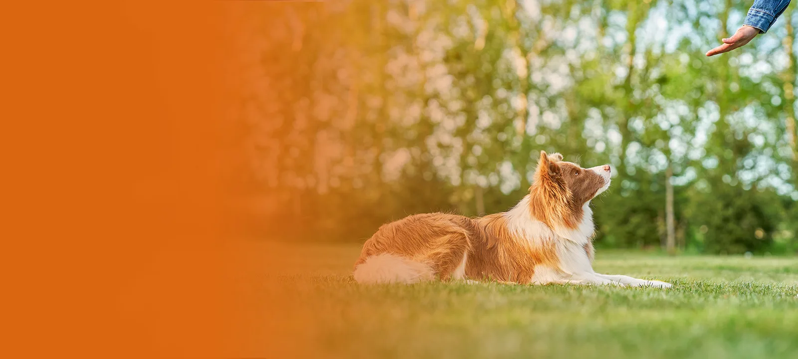 Braun-weißer Hund sitzt neben Person, orange Farbverlauf links