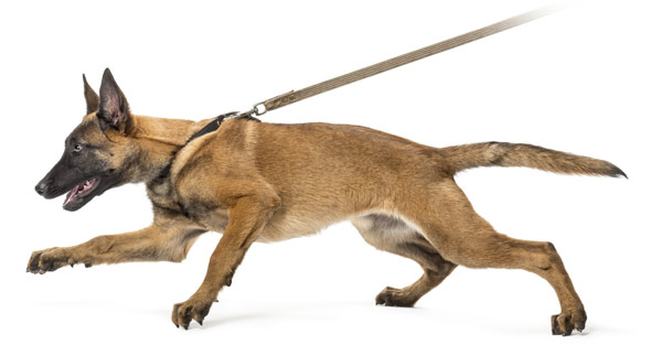 Brauner Hund an Leine in Laufbewegung vor weißem Hintergrund