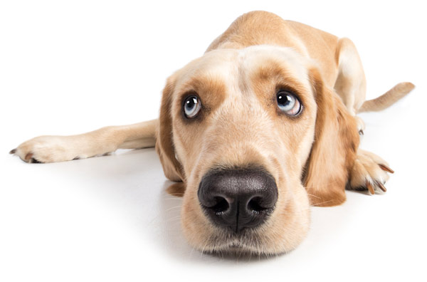 Hellbrauner Labrador Retriever liegt entspannt auf weißem Untergrund