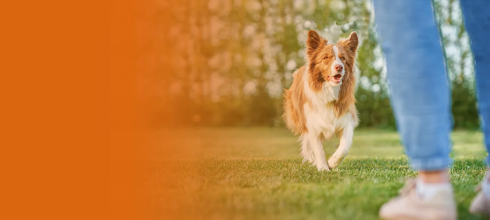 Braun-weißer Hund läuft neben Person auf Wiese, orange Farbverlauf