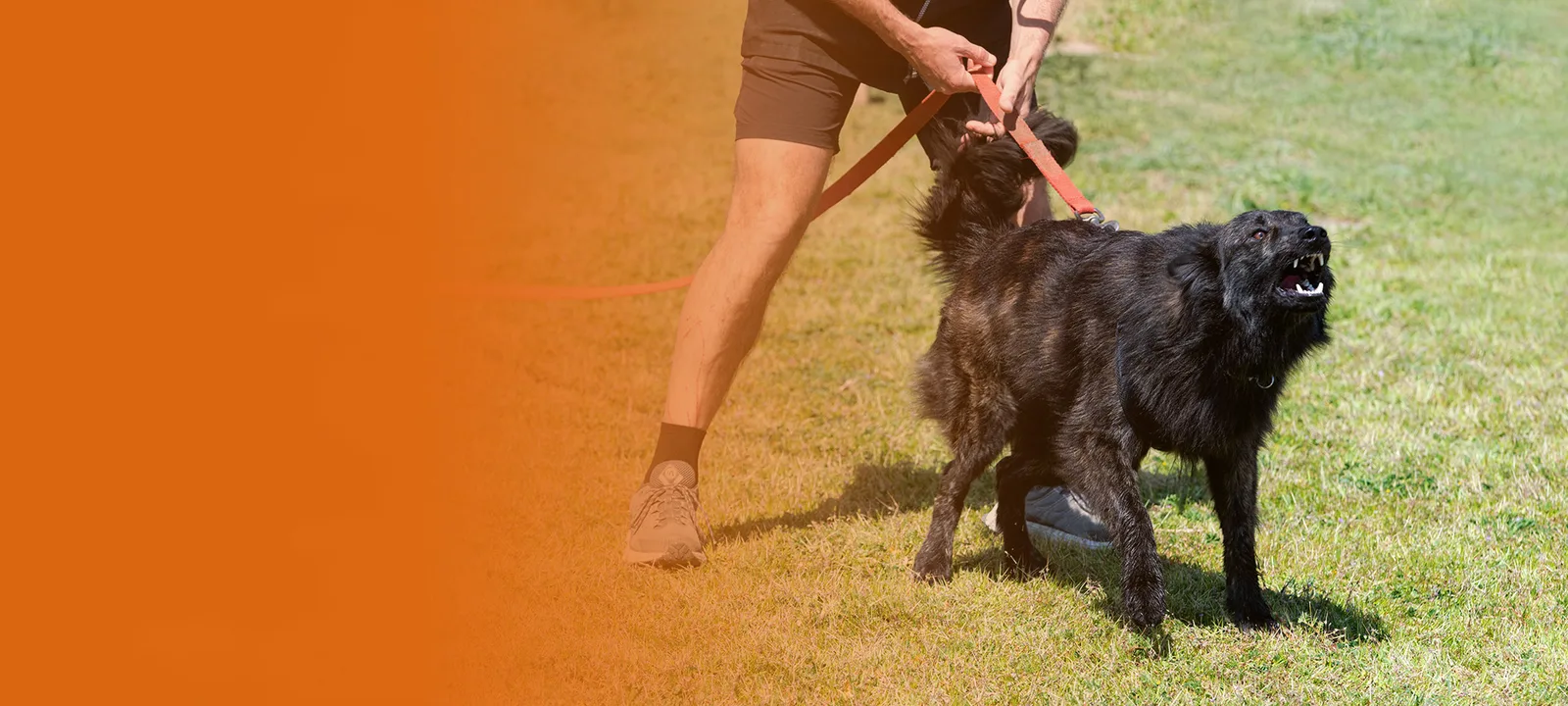 Person führt aggressiven schwarzen Hund an Leine, orange Farbverlauf