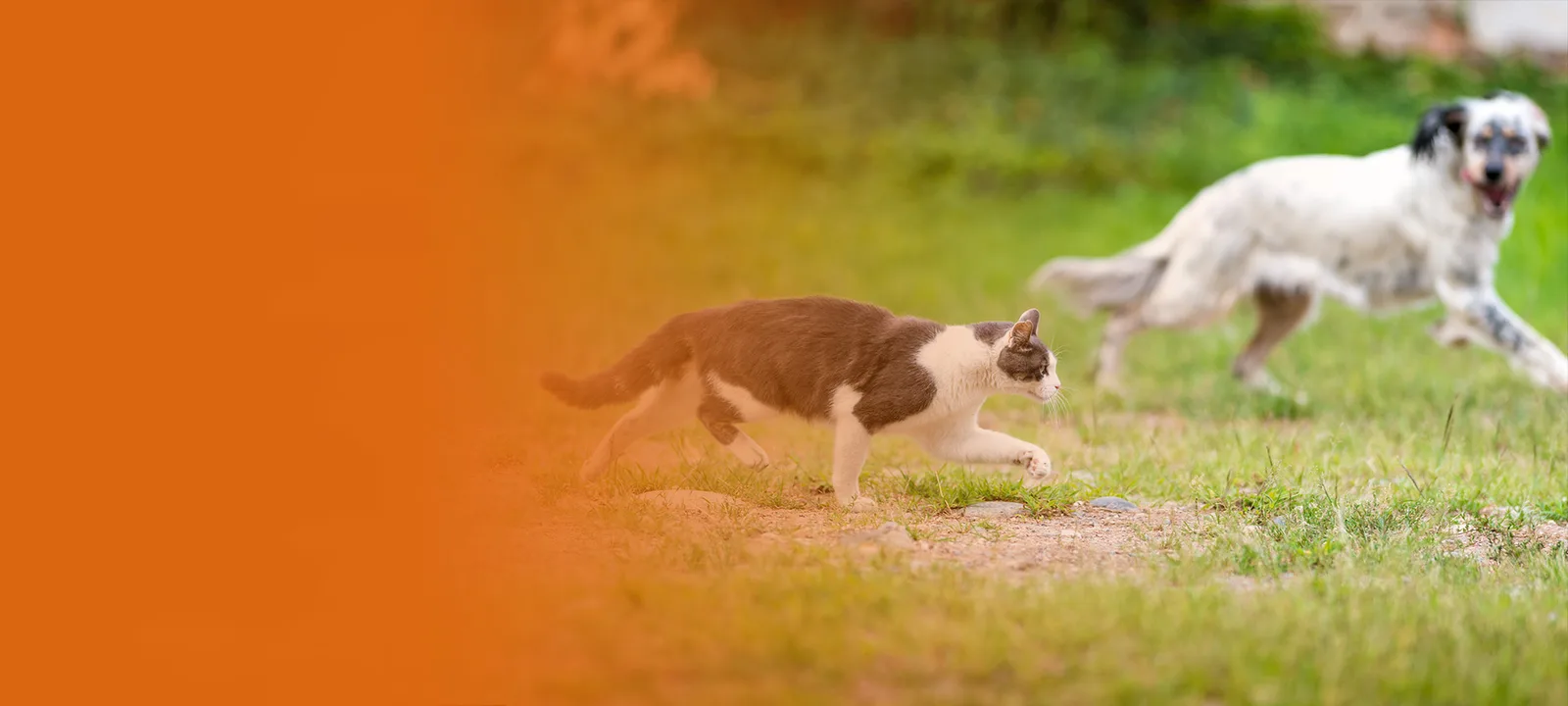 Braun-weiße Katze läuft auf Wiese mit Hunden im Hintergrund