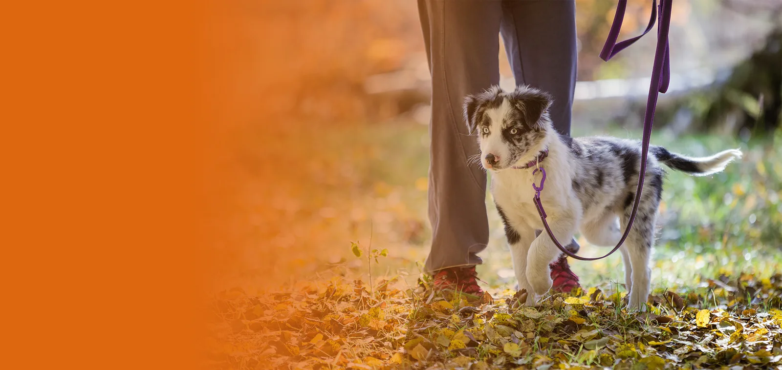 Kind an Leine mit schwarz-weißem Hund im Herbstlaub, orange Farbverlauf