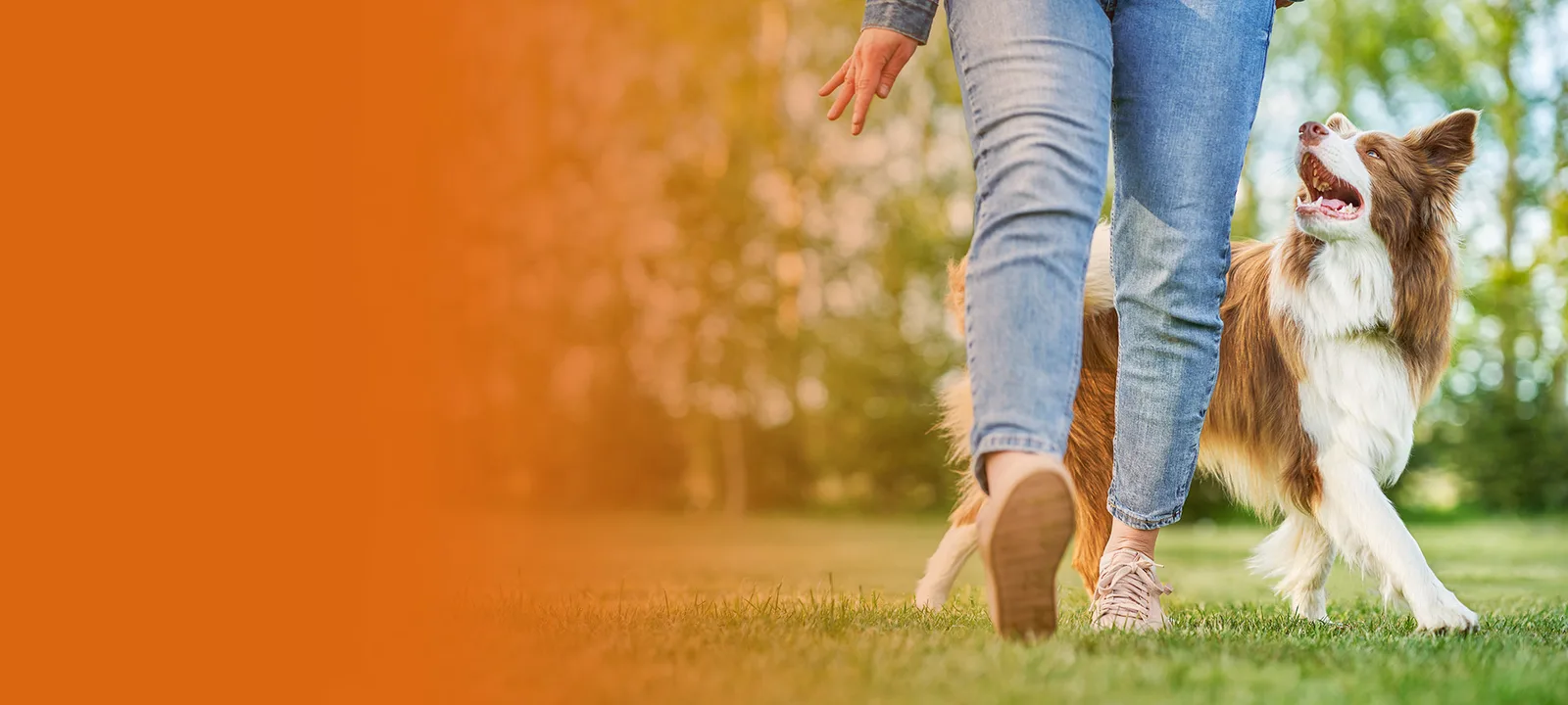 Frau mit Hund beim Spaziergang auf Wiese, orange Farbverlauf links
