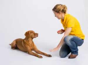 Hundetrainerin in gelbem Shirt trainiert braunen Labrador Retriever, beide auf weißem Hintergrund