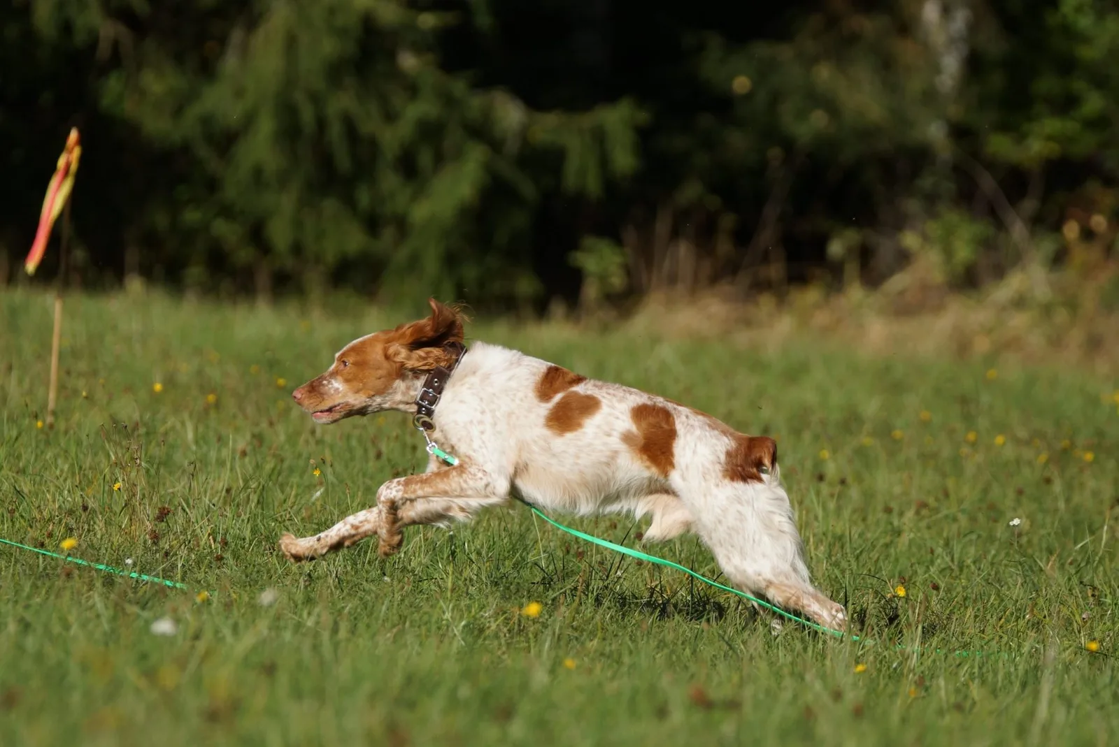 Brauner und weißer Hund springt über Hürde auf grüner Wiese