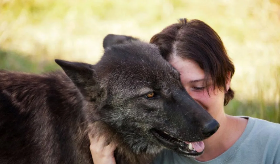 Kerstin Krahwinkel mit schwarzem Wolf, intimer Moment, Über mich Sektion