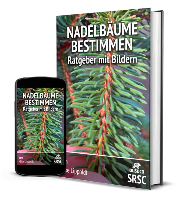 Nadelbäume bestimmen – Ratgeber mit Bildern von Mike Lippoldt 2 eBook-Cover und Smartphone-Mockup: Nadelbäume bestimmen Ratgeber mit Bildern von ousuca®
