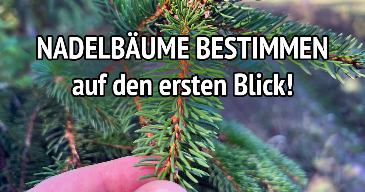 Nadelbäume bestimmen – Ratgeber mit Bildern von Mike Lippoldt 3 Banner mit Nadelbaumzweig in Hand: 9 Nadelbäume bestimmen auf den ersten Blick