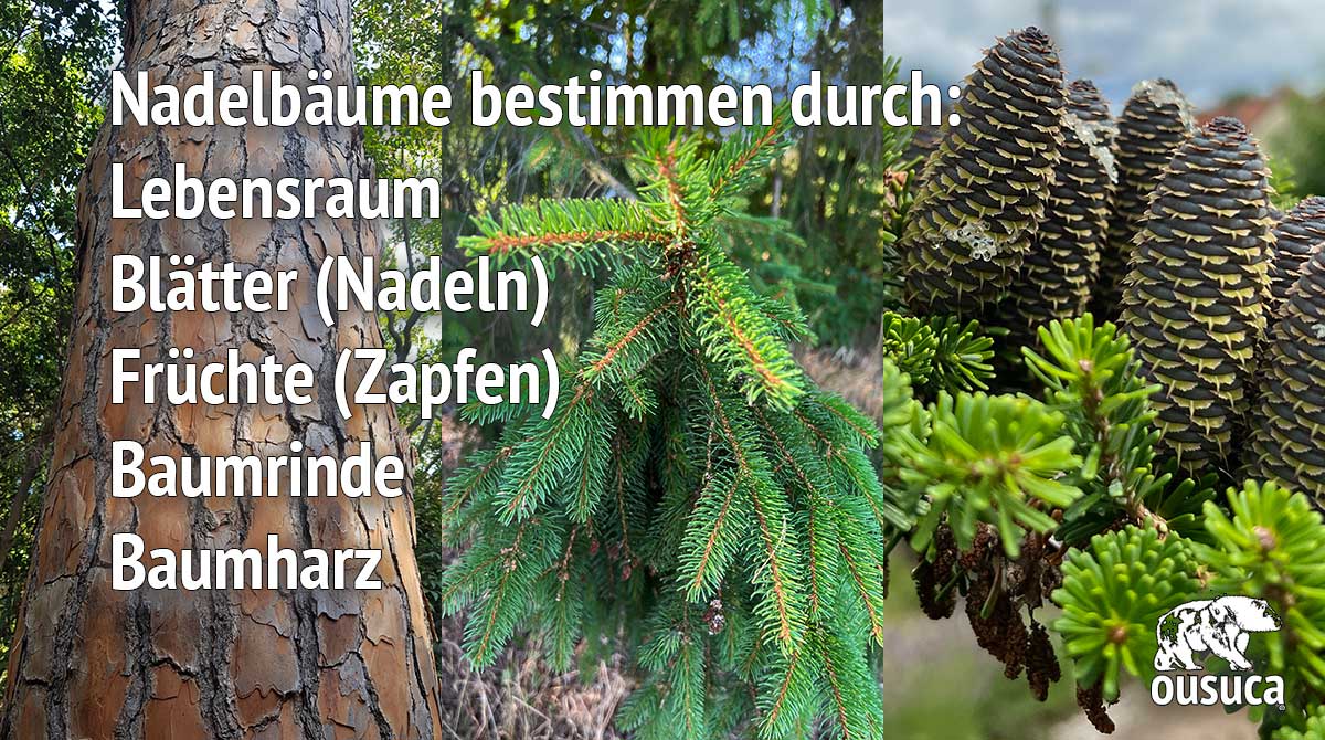 Nadelbäume bestimmen – Ratgeber mit Bildern von Mike Lippoldt 4 Infografik mit vier Nadelbaum-Details: Baumrinde, grüne Nadeln, Zapfen, Baumkrone