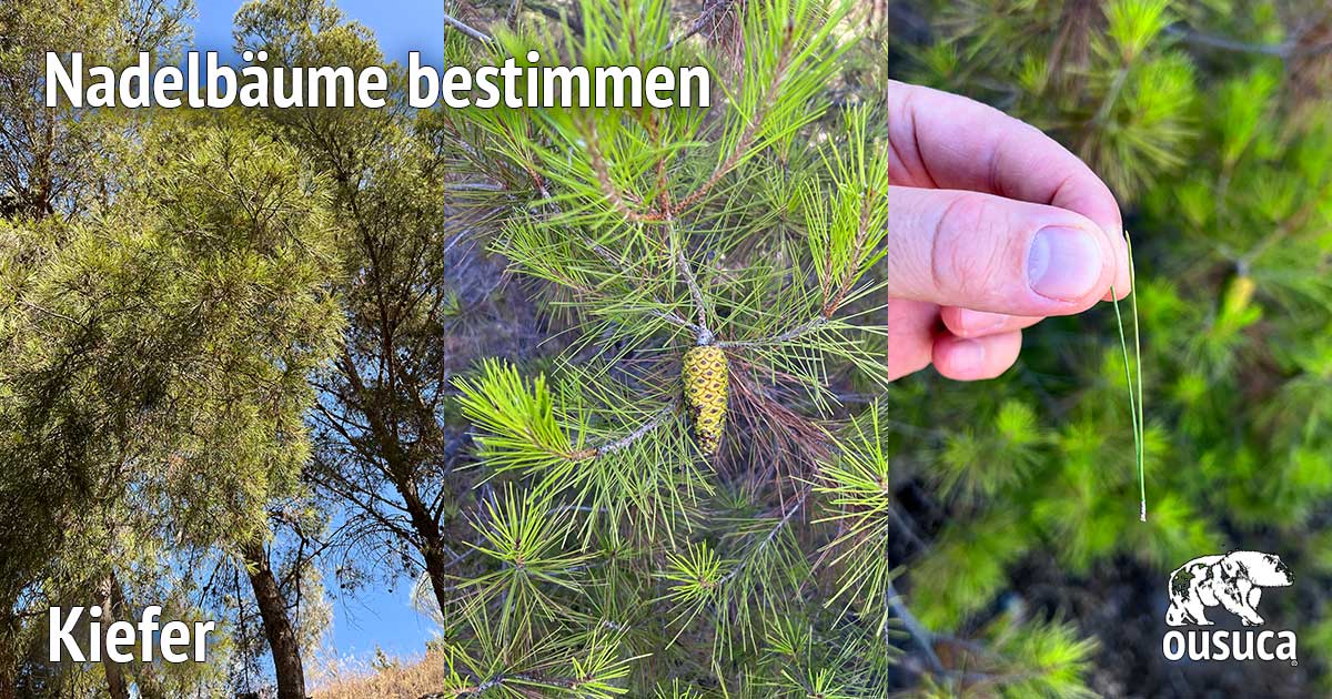 Nadelbäume bestimmen – Ratgeber mit Bildern von Mike Lippoldt 5 Collage aus drei Fotos: Waldkiefer Gesamtansicht, Nadeln mit Zapfen, Nadeln in Hand