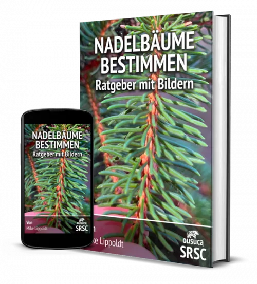 Nadelbäume bestimmen – Ratgeber mit Bildern von Mike Lippoldt 1 eBook-Cover und Smartphone-Mockup: Nadelbäume bestimmen Ratgeber mit Bildern, kleineres Format