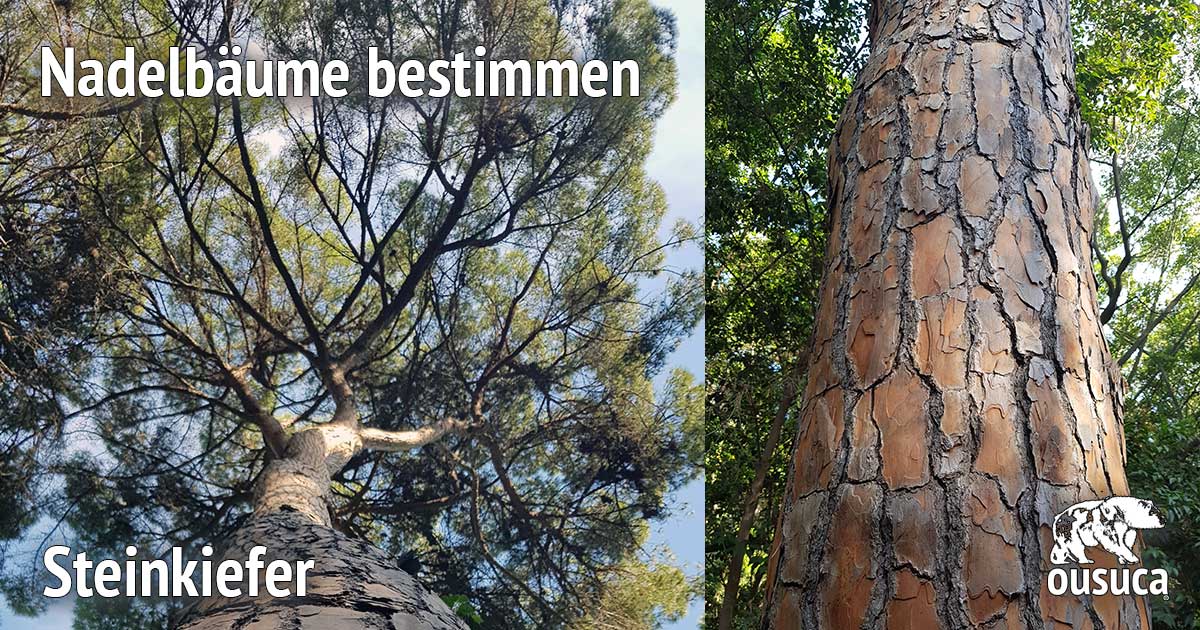 Nadelbäume bestimmen – Ratgeber mit Bildern von Mike Lippoldt 6 Collage: Steinkiefer Baumkrone und Stammausschnitt mit charakteristischer Rinde
