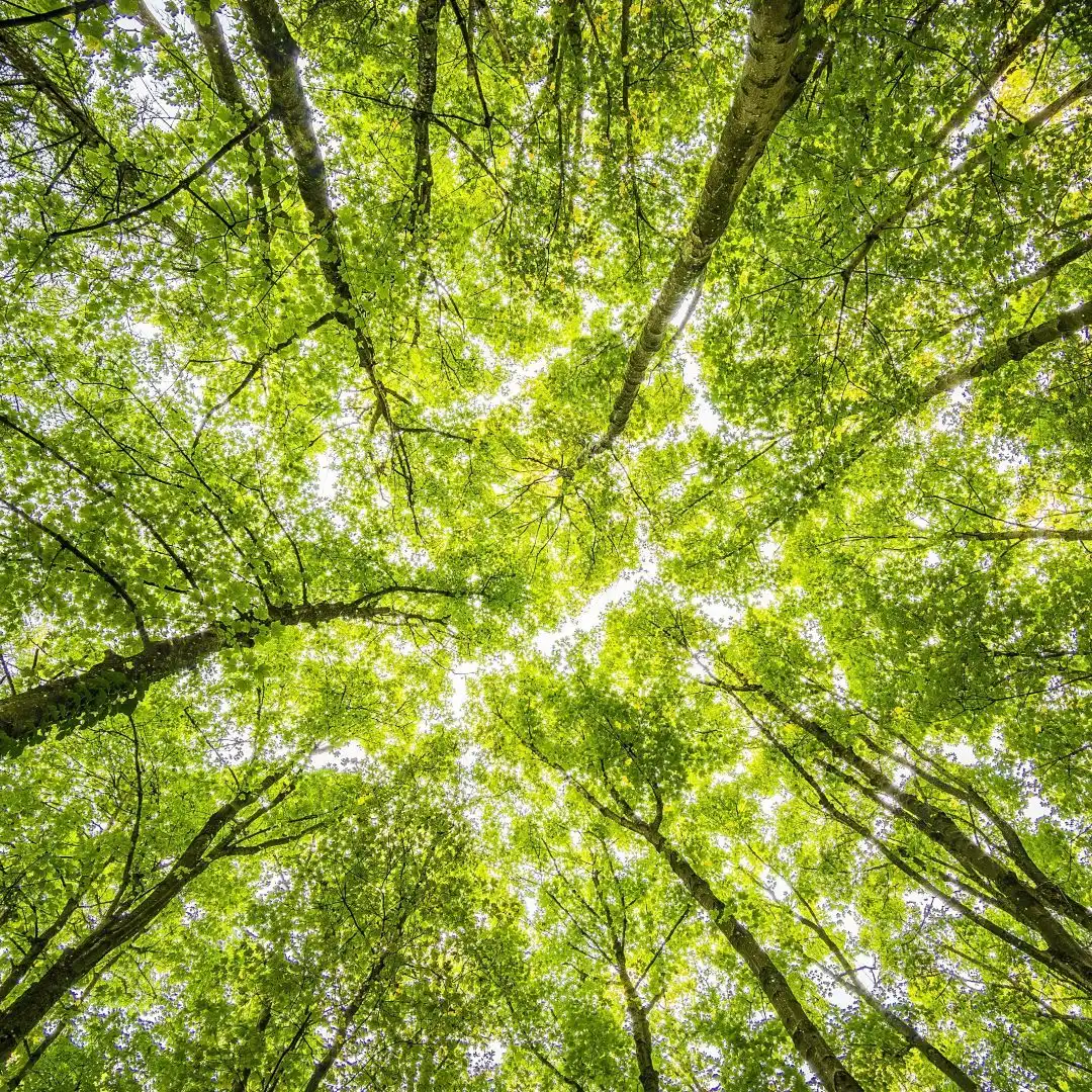 Perspektive von unten auf grünes Blattwerk und Bäume gegen hellen Himmel