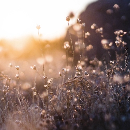 Morgentaunis auf Wildkräutern und Grashalmen in goldener Sonnenstrahlung