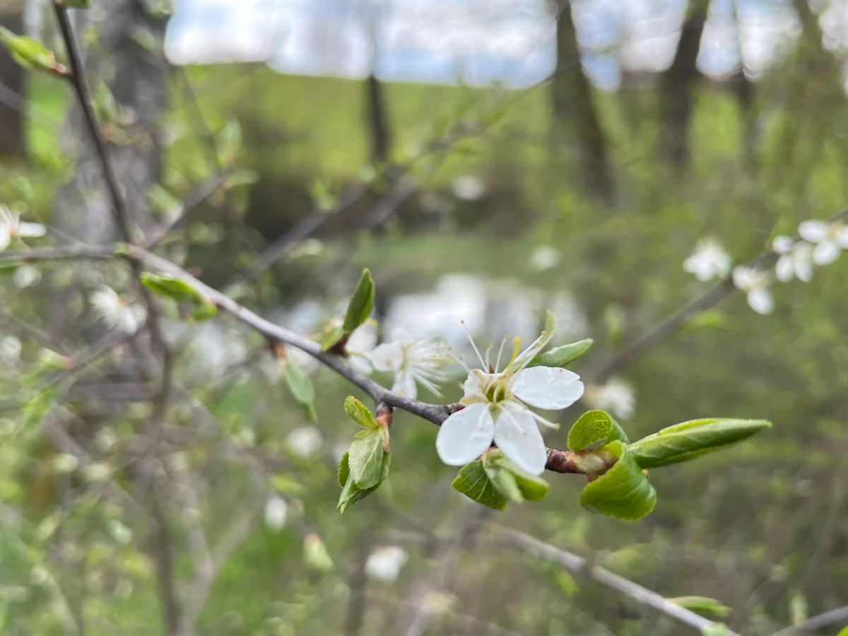 Nahaufnahme weißer Blüte mit grünen Blättern an feinem Zweig