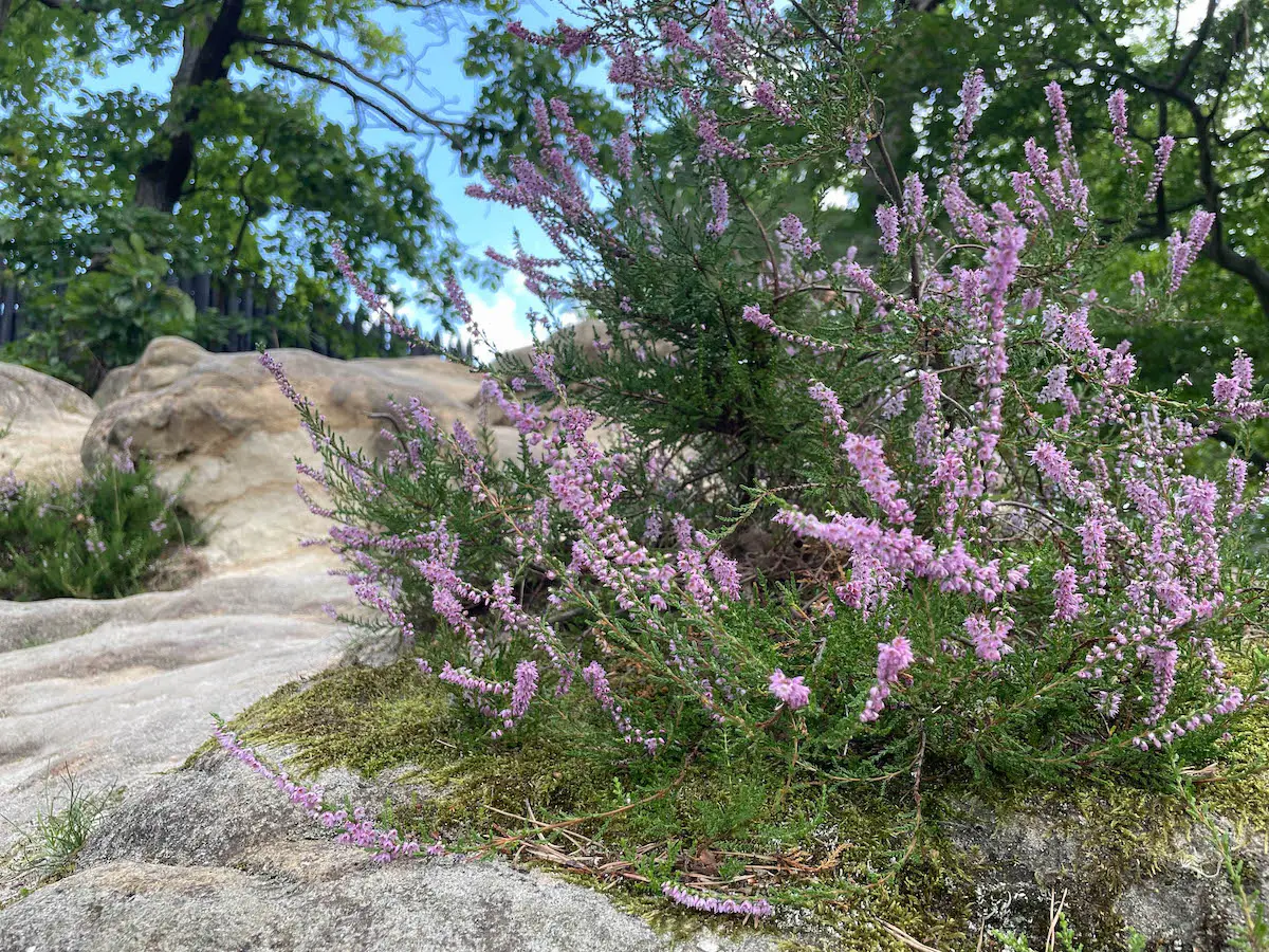 Blühende Heidekrautpflanzen mit rosa-lilanen Blüten an Felsen in der Sächsischen Schweiz