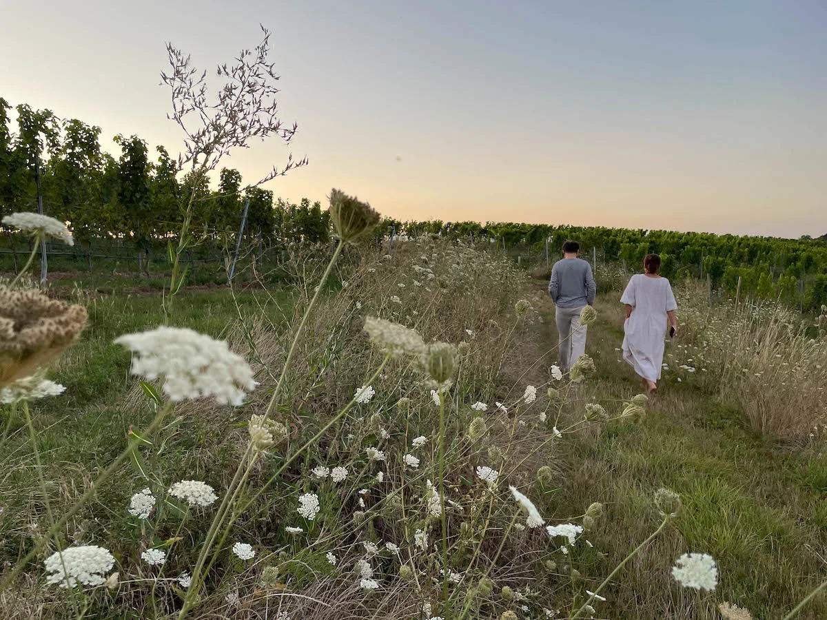 Zwei Personen spazieren durch blühendes Feld mit weißen Blüten in der Abendsonne