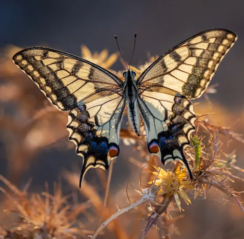 Schwalbenschwanz-Schmetterling mit cremefarbenen und schwarzen Flügeln auf gelber Blüte