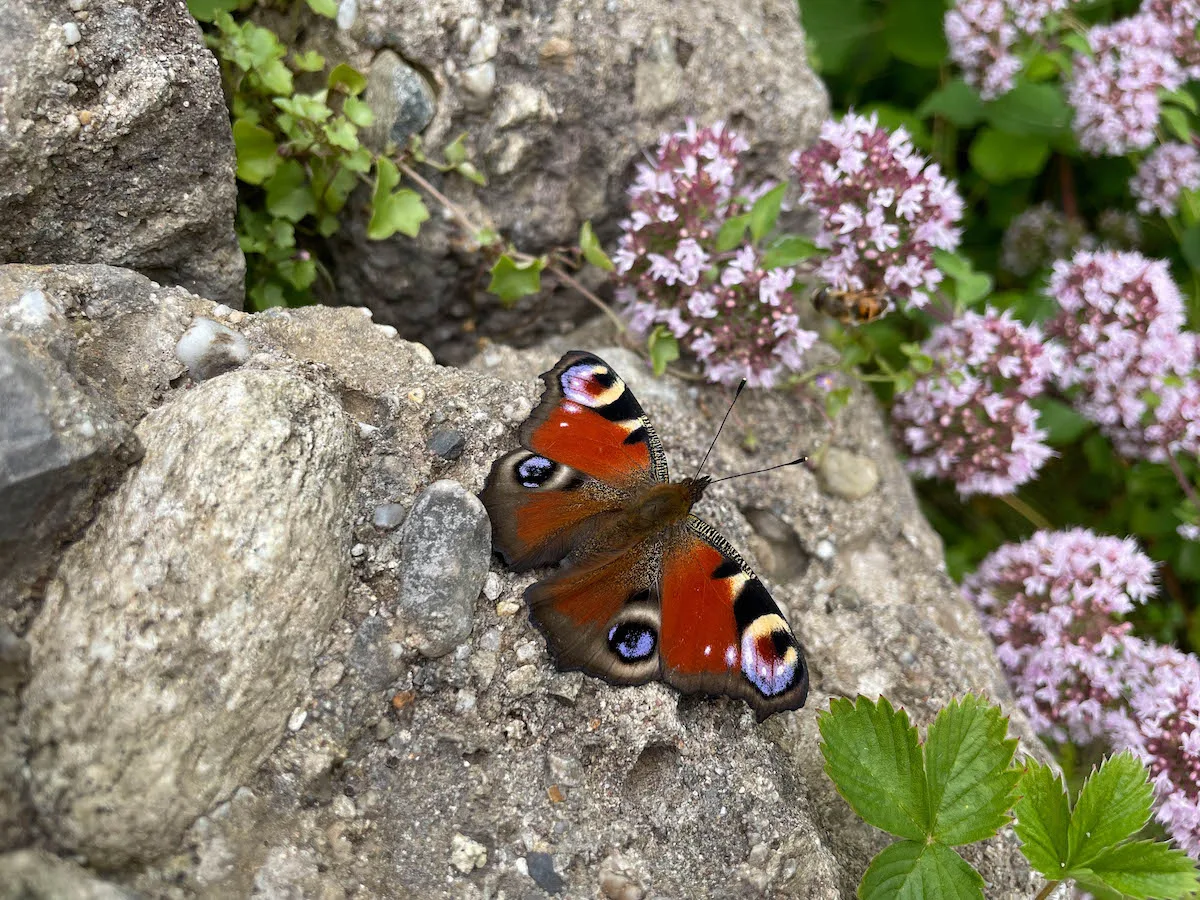 Tagpfauenauge auf grauer Steinmauer mit rosa blühenden Blüten, Naturjournal von Ramona Weyde