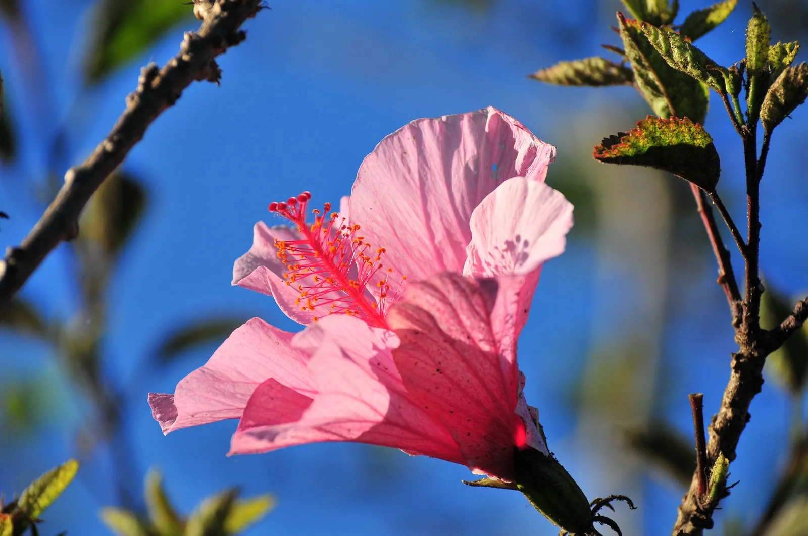 Rosa Hibiskusblüte mit roten Staubgefäßen vor blauem Himmel