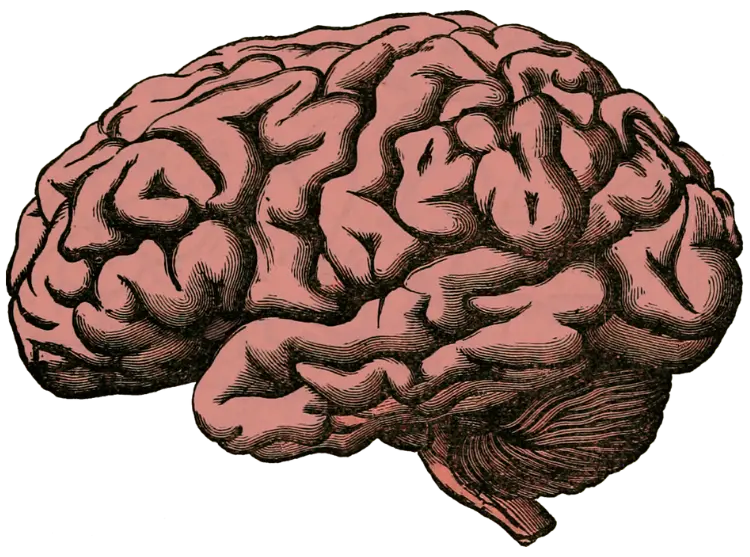 Anatomische Illustration eines menschlichen Gehirns in Rosa und Braun als Symbol für Hirnforschung