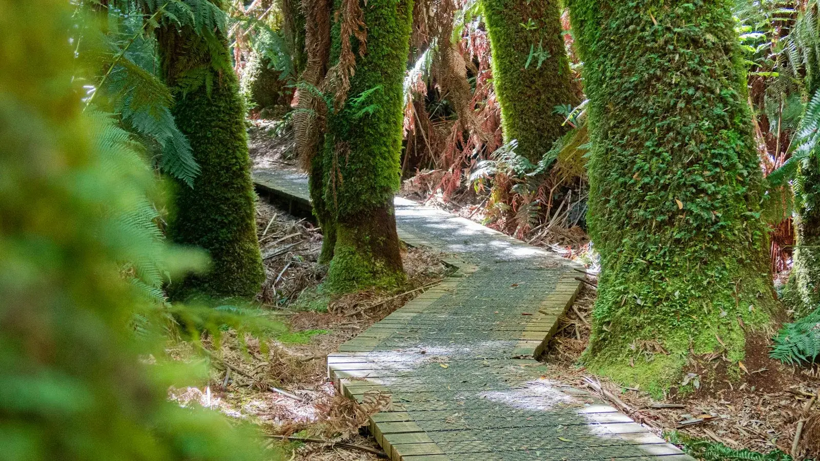 Waldweg als Symbol für neue rauchfreie Routinen