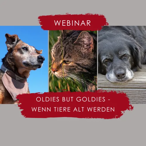 Oldies but goldies - wenn Tiere alt werden