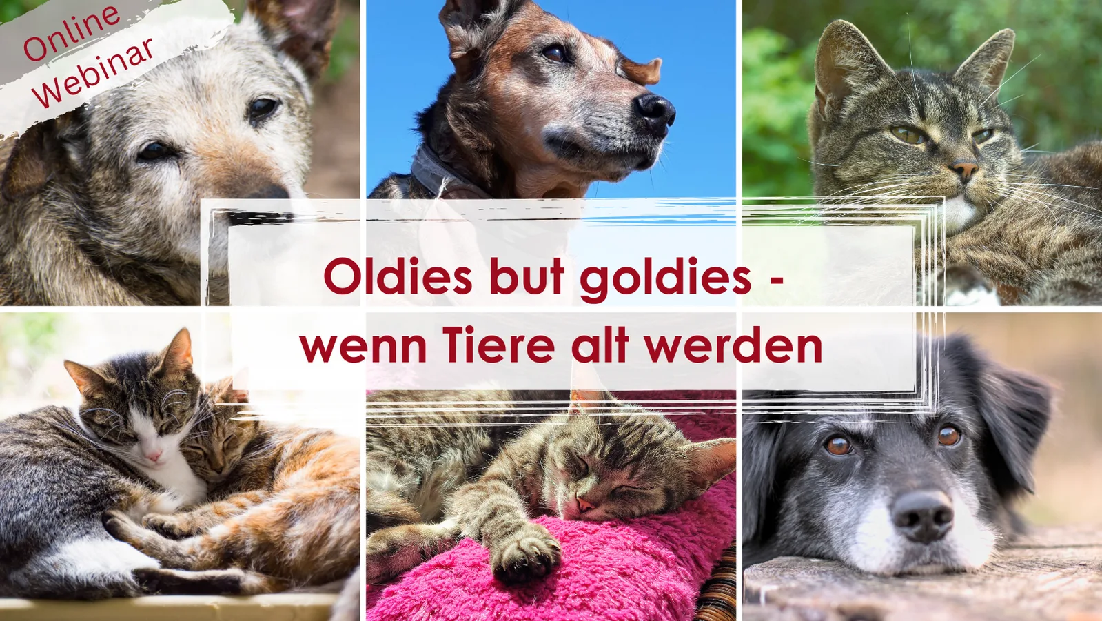 Seniorkatze liegt entspannt auf einer Decke, Kursthema Oldies but goldies