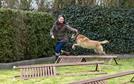 Hund springt über Parkbank beim Spielplatz-Training