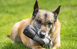 Hund trägt Futterbeutel im Maul auf Wiese