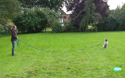 Trainerin hält Leine mit Hund auf großer Grünfläche