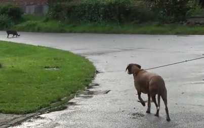 Brauner Hund wartet allein auf Gehweg neben grüner Wiese