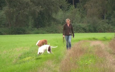 Hund schnüffelt in Wiese, Frau im Hintergrund beobachtet