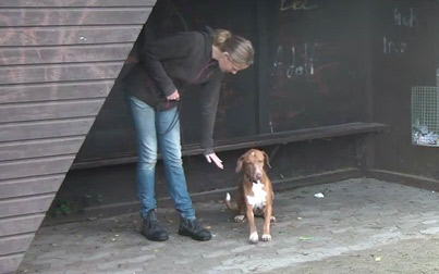 Trainerin trainiert Hund vor dunklem Unterstand