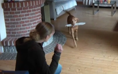 Trainerin arbeitet mit kleinem Hund in Turnhalle