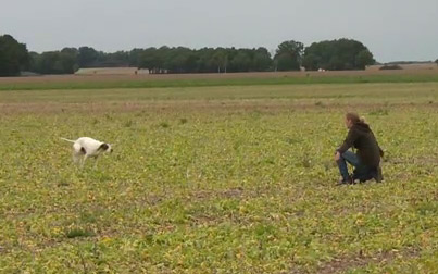 Trainerin und Hund auf Feld, Rückrufsignal üben