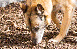 Hund schnüffelt in Kiesbett zur Futtersuche
