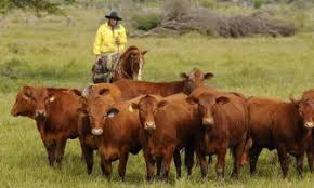Reiter auf Pferd vor Rinderherde auf grüner Weide