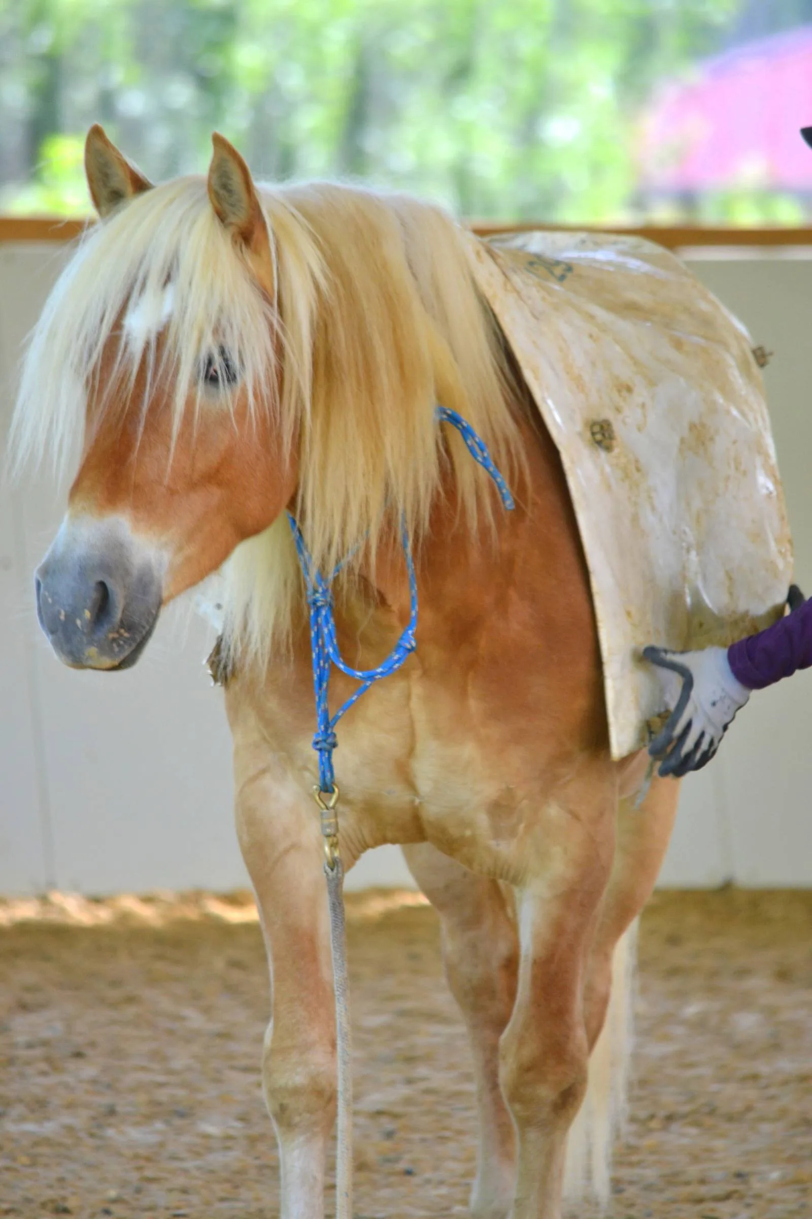 Hellbraunes Pferd mit blauem Halfter und Decke in Halle, Seitenansicht