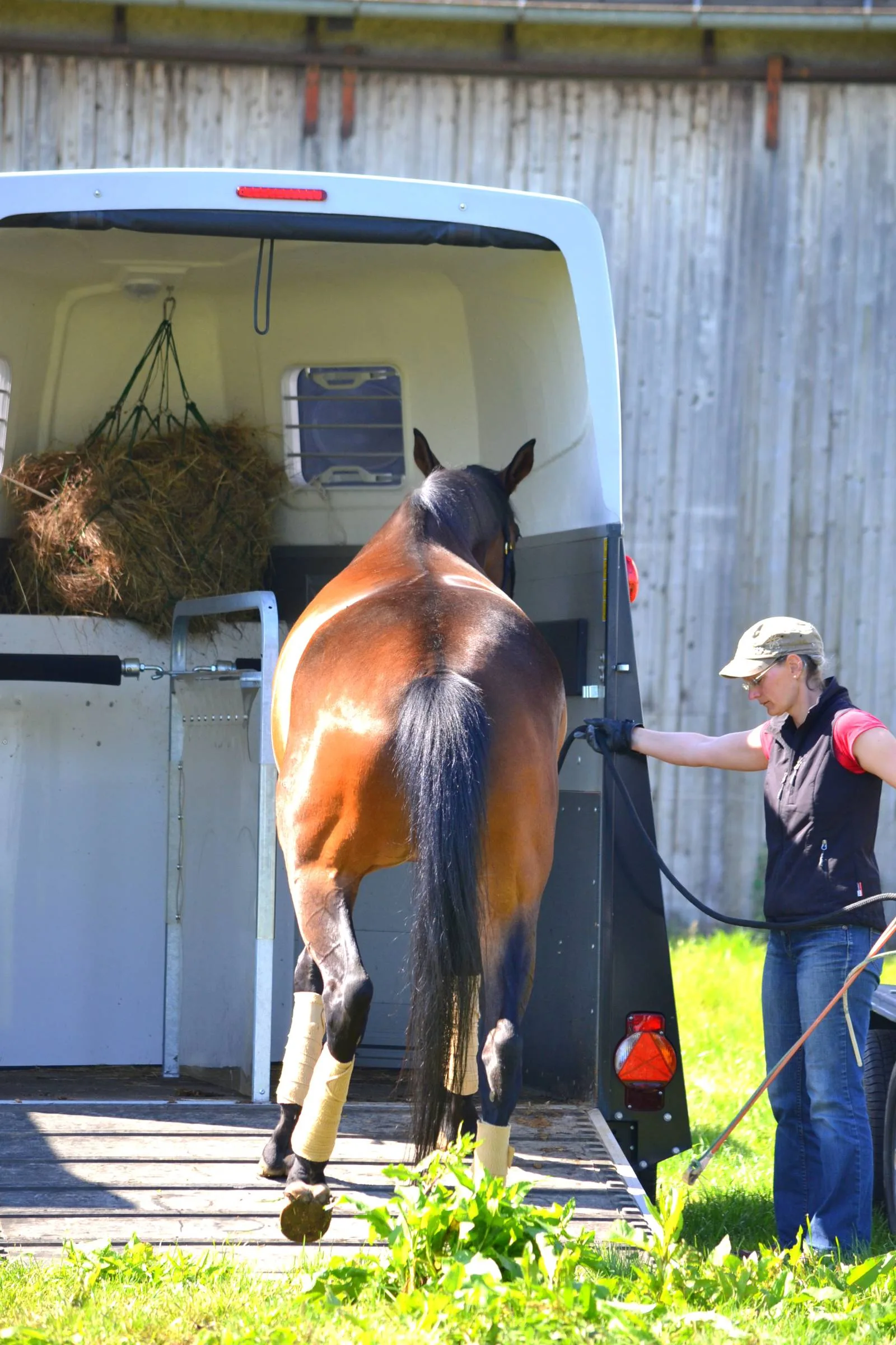 Braunes Pferd betritt weiße Pferdetransportbox mit Heu, Trainerin begleitet
