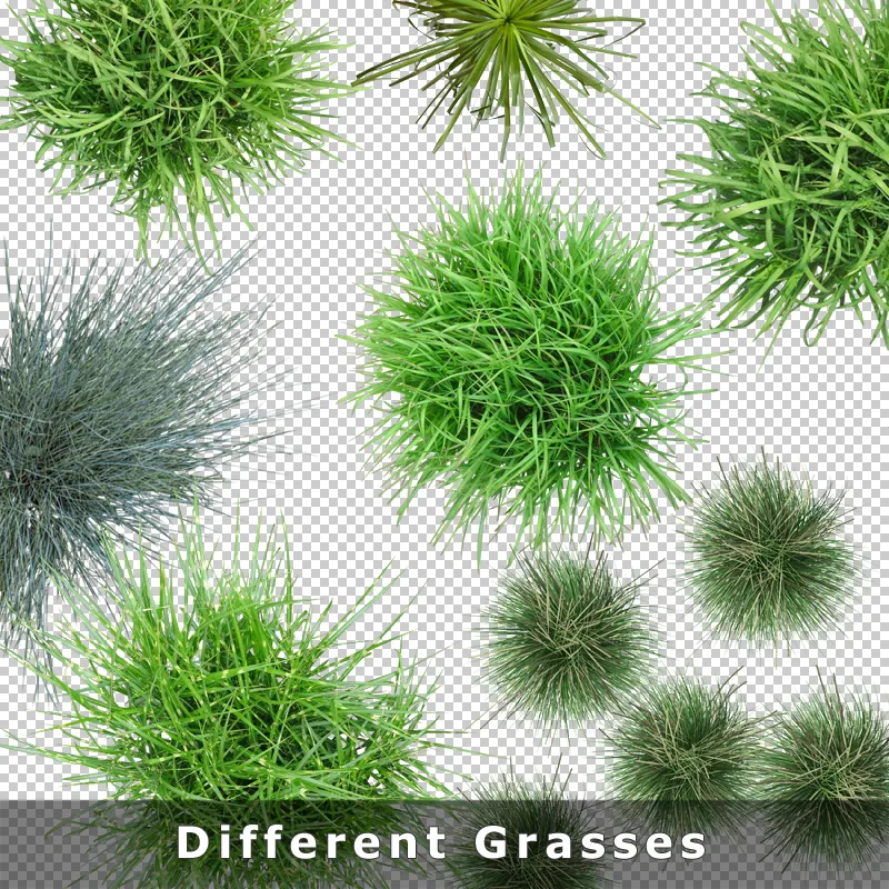 Verschiedene Grassorten und Bambus in Draufsicht, freigestellt für Photoshop-Verwendung